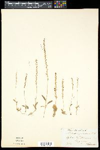 Malaxis paludosa image