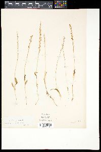 Malaxis paludosa image