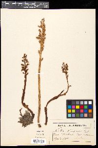 Neottia nidus-avis image