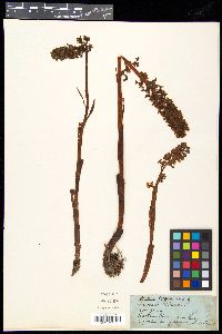 Neottia nidus-avis image