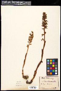 Neottia nidus-avis image