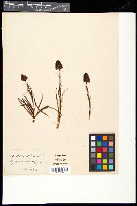 Gymnadenia nigra image