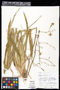 Oncidium floridanum image