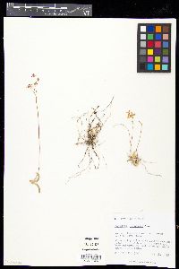 Tolumnia lucayana image