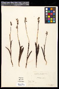 Ophrys muscifera image