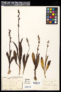 Ophrys muscifera image