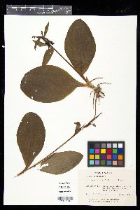 Galearis spectabilis image