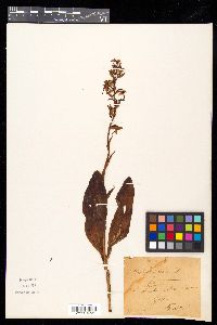 Platanthera bifolia image