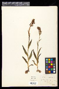 Anacamptis coriophora image