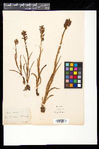 Anacamptis coriophora image