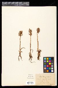 Anacamptis coriophora image