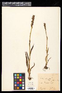 Anacamptis coriophora image