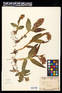 Orchis latifolia image