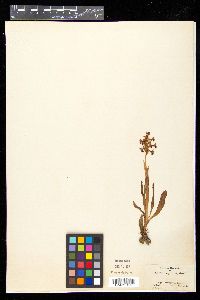 Habenaria macroceratitis image