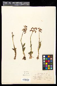 Habenaria macroceratitis image
