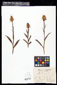 Dactylorhiza maculata image