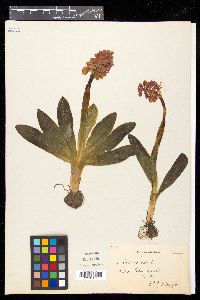 Orchis mascula image