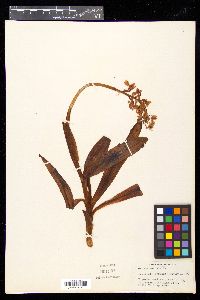 Orchis mascula image