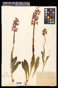Orchis mascula image