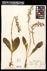 Platanthera chlorantha image