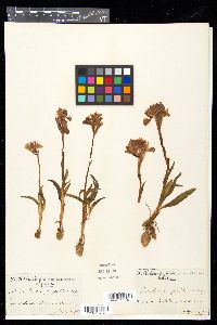 Anacamptis papilionacea image