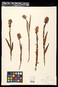 Media resource of Orchis praetermissa