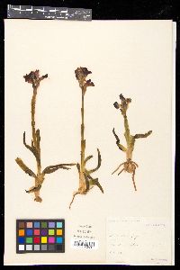 Anacamptis papilionacea image