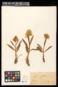 Dactylorhiza romana image