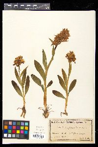 Dactylorhiza romana image