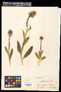 Platanthera clavellata image
