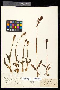 Orchis ustulata image