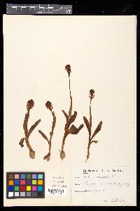 Orchis ustulata image