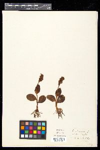 Dactylorhiza viridis image