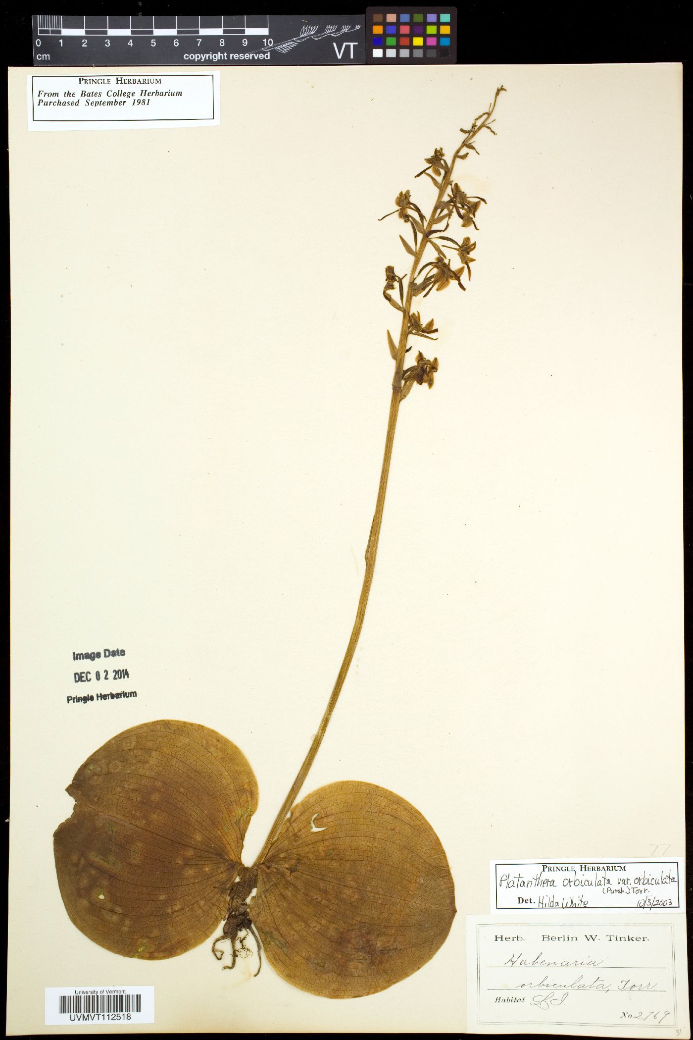 Platanthera orbiculata var. orbiculata image