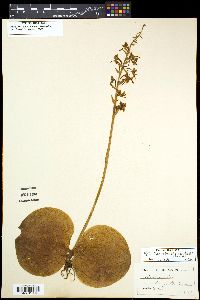 Platanthera orbiculata image