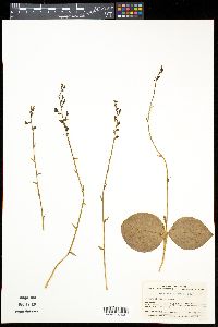 Media resource of Platanthera florentii