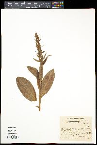 Platanthera hyperborea image
