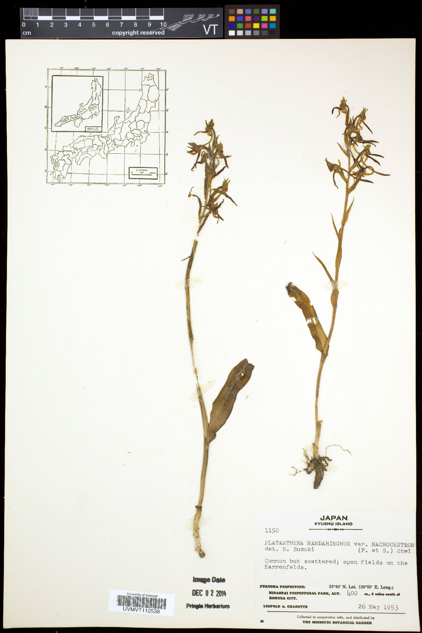 Platanthera neglecta image