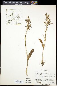 Media resource of Platanthera neglecta