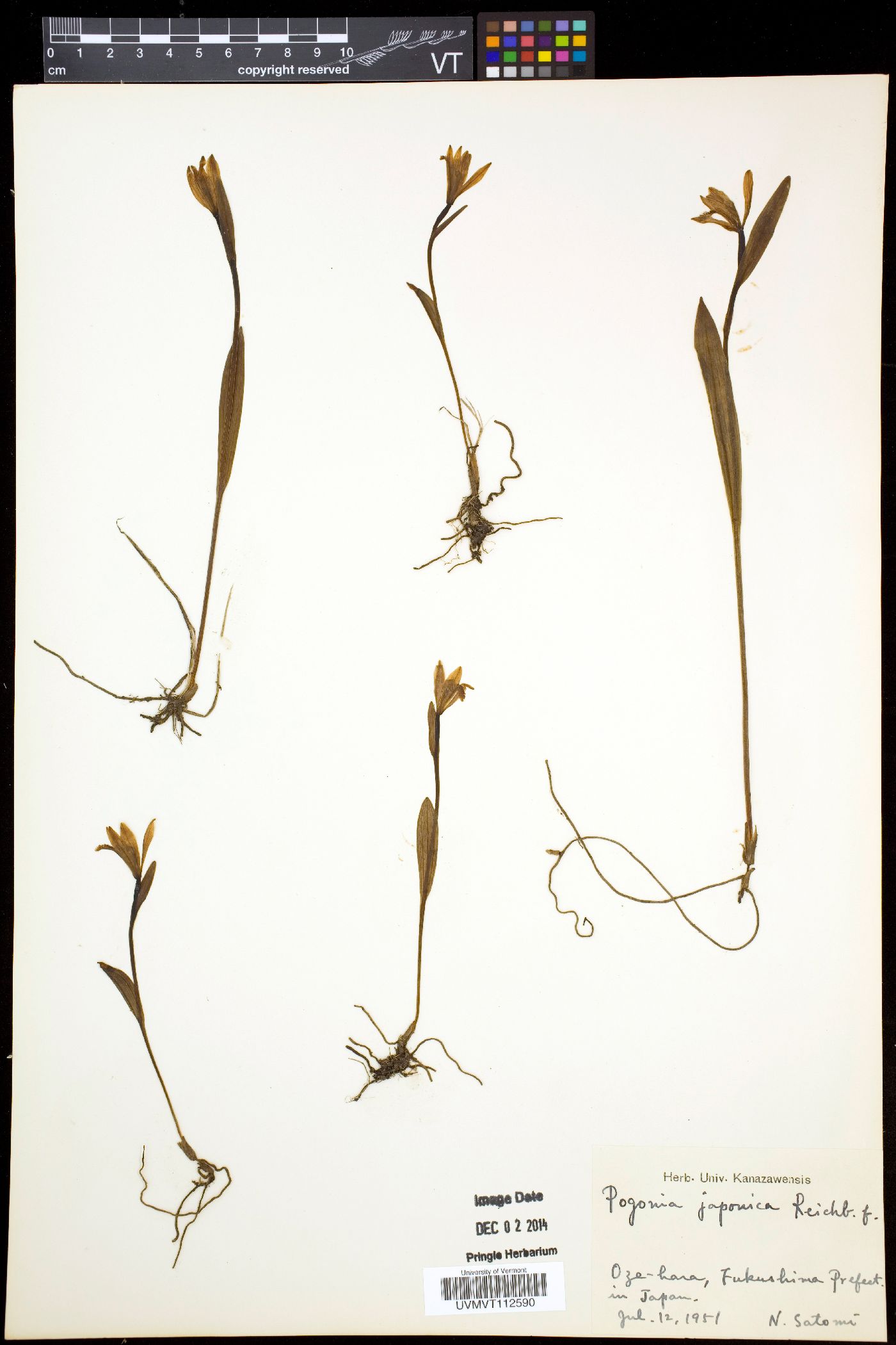 Pogonia japonica image