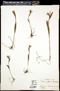 Media resource of Pogonia japonica