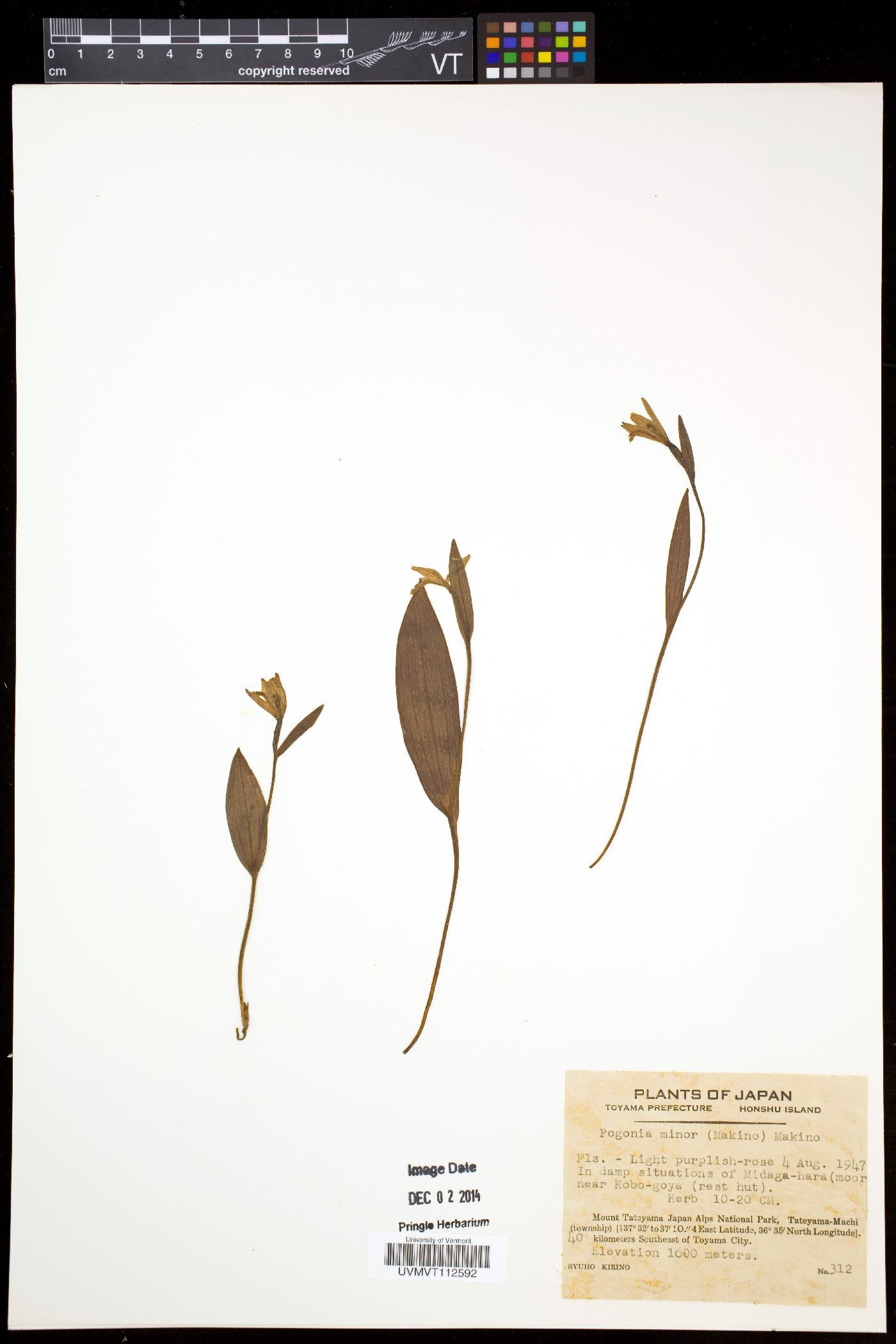 Pogonia minor image