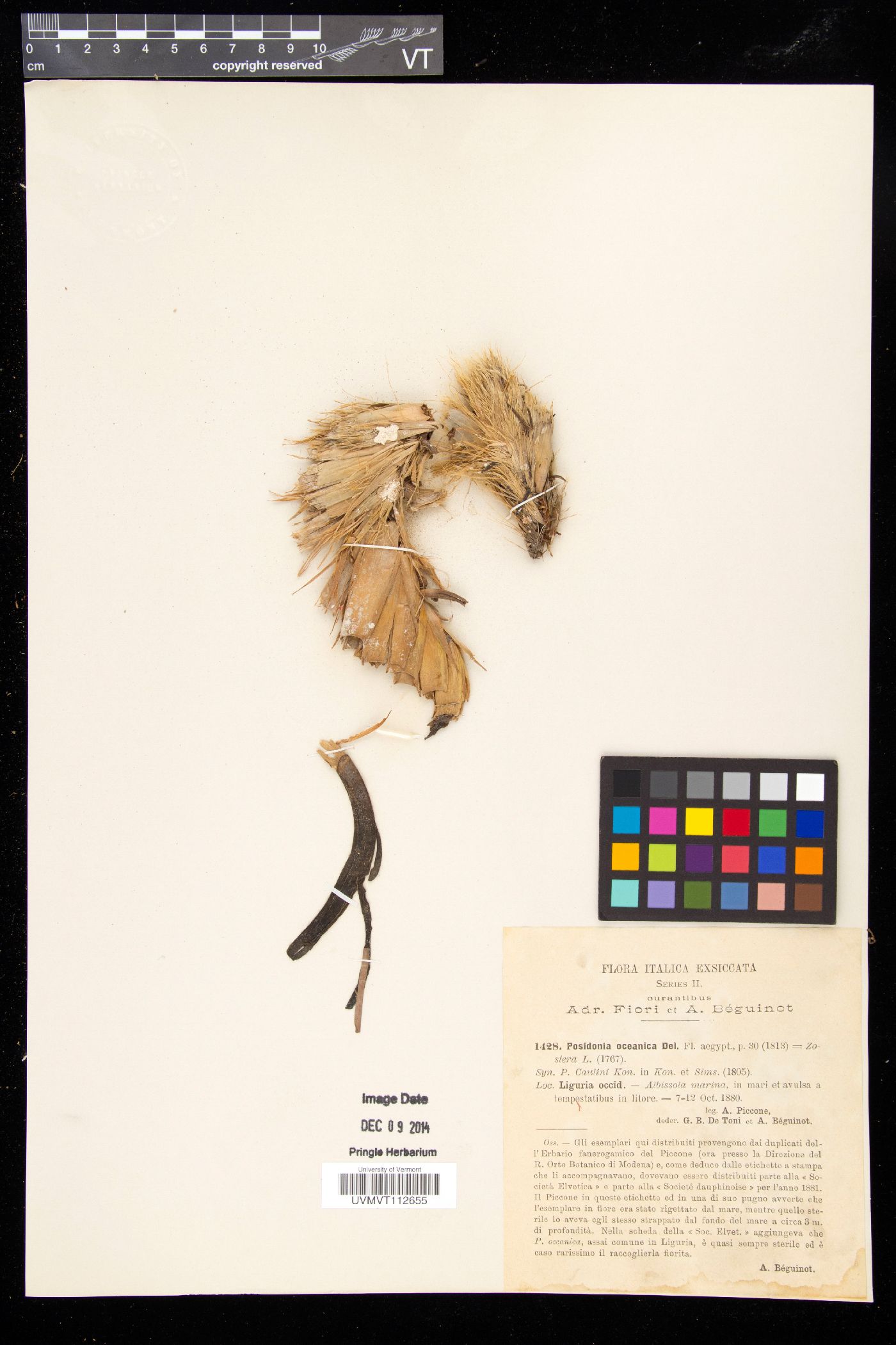 Posidoniaceae image