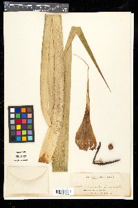 Media resource of Freycinetia ferox