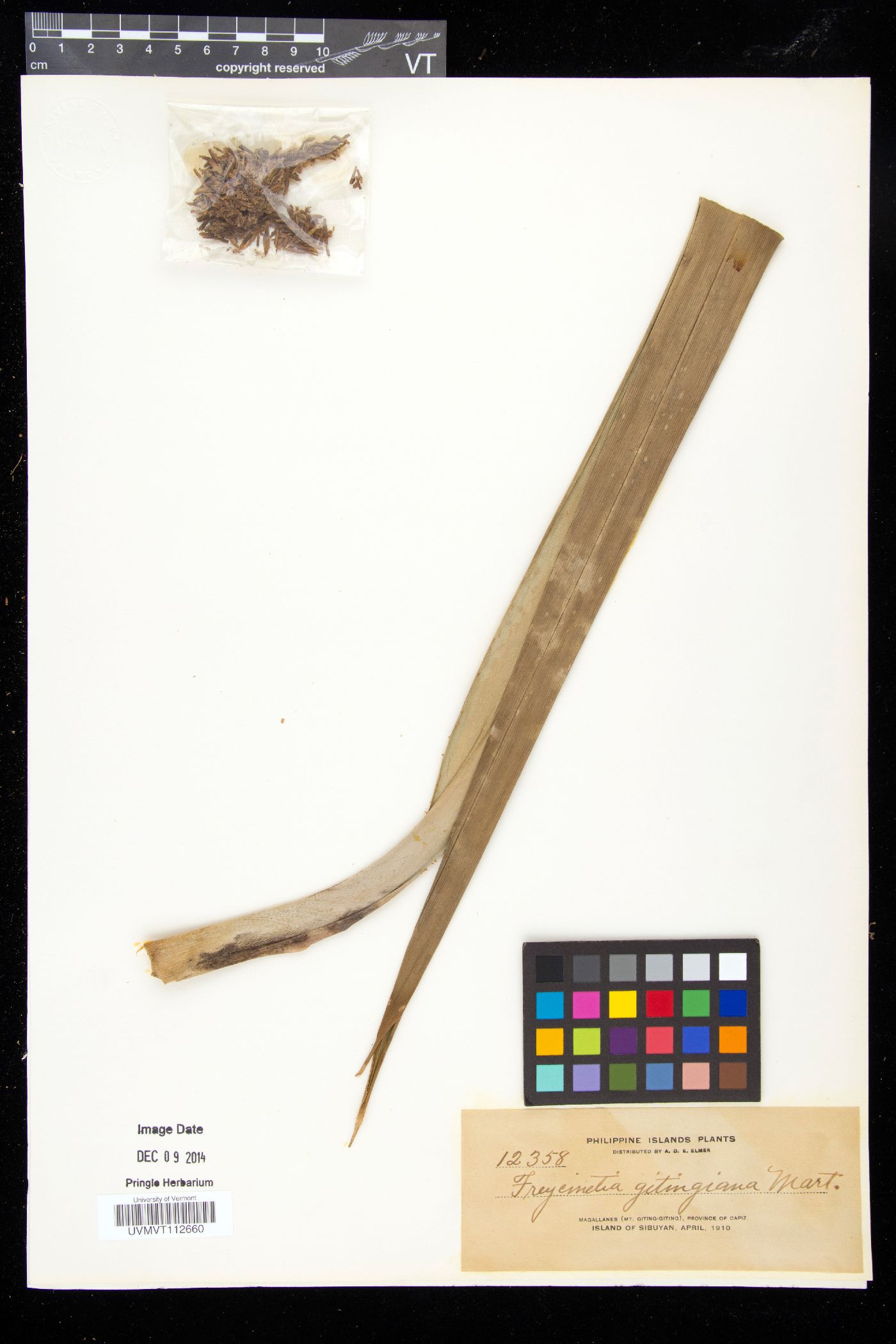 Freycinetia gitingiana image