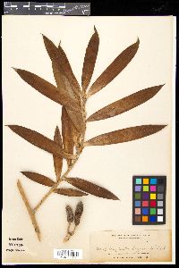 Freycinetia cumingiana image