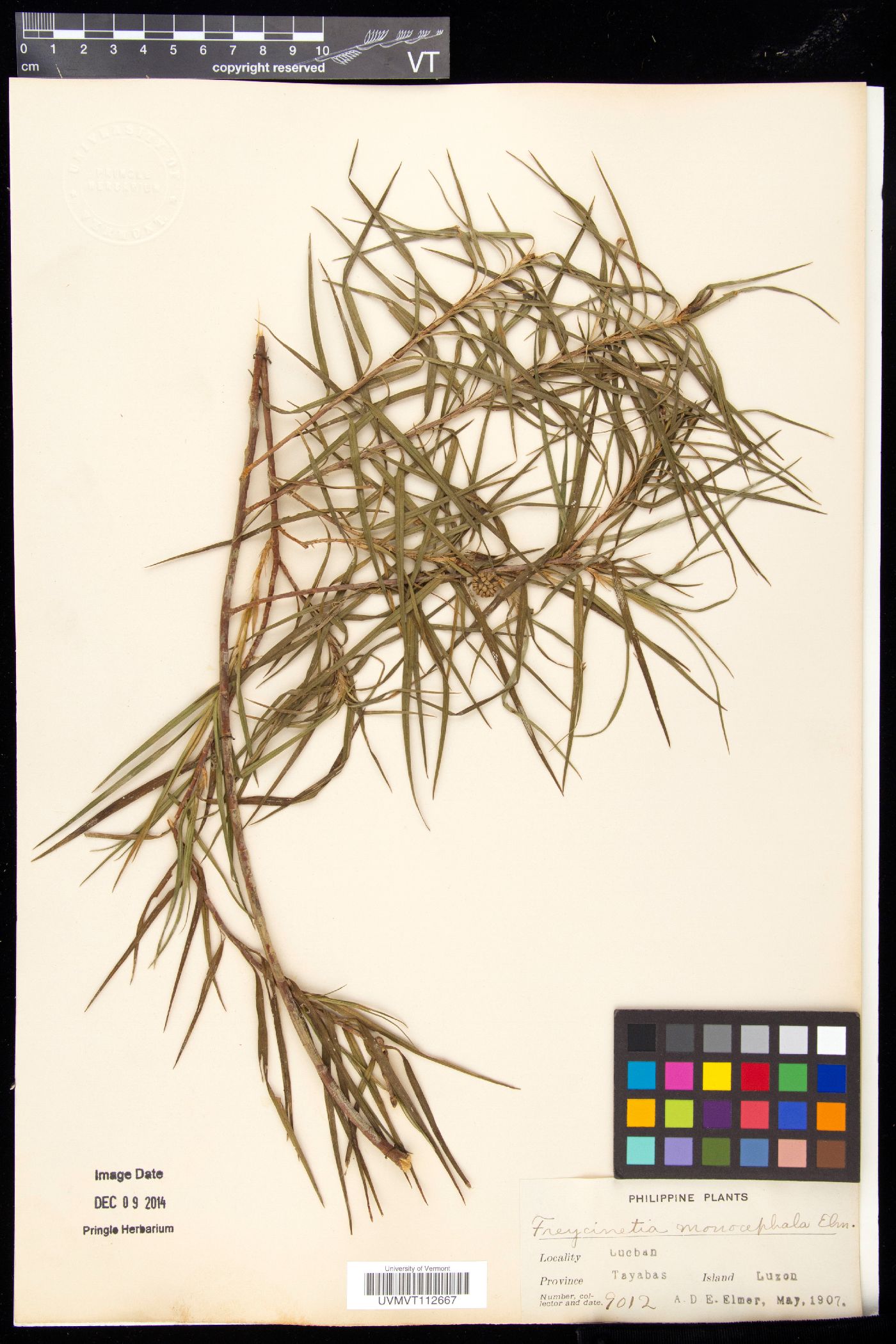 Freycinetia monocephala image