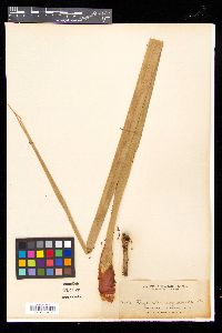 Freycinetia negrosensis image