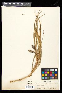 Freycinetia palawanensis image