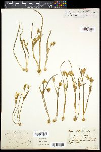 Gagea liotardii image